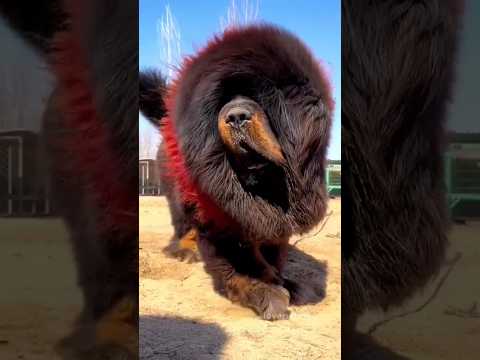 amazing animal crossing#short #sound #dog #trending #animals #viralvideo #amazing #horse #ytshort