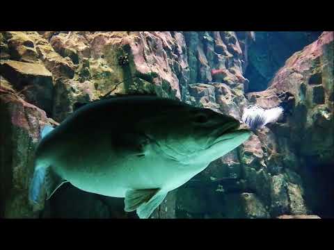 download lagu mp3 mp4 Aquarium Lisbonne, download lagu Aquarium Lisbonne gratis, unduh video klip Aquarium Lisbonne