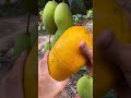 How To Cut Fresh Fruit Cutting In My Farm