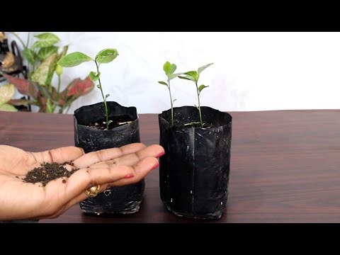 Grow Tea plant from seed at home