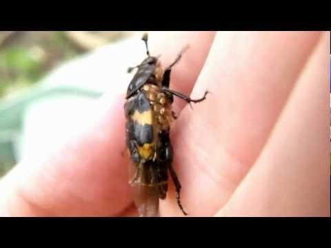 Sexton Beetle or Burying Beetle with Gamasid Mites (Nicrophorus vespilloides)