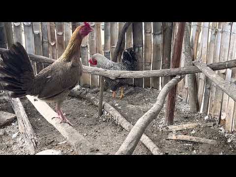 Gallina fina cacareando