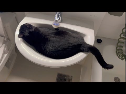 세면대 속에서 꼬리치는 검은 야옹이
