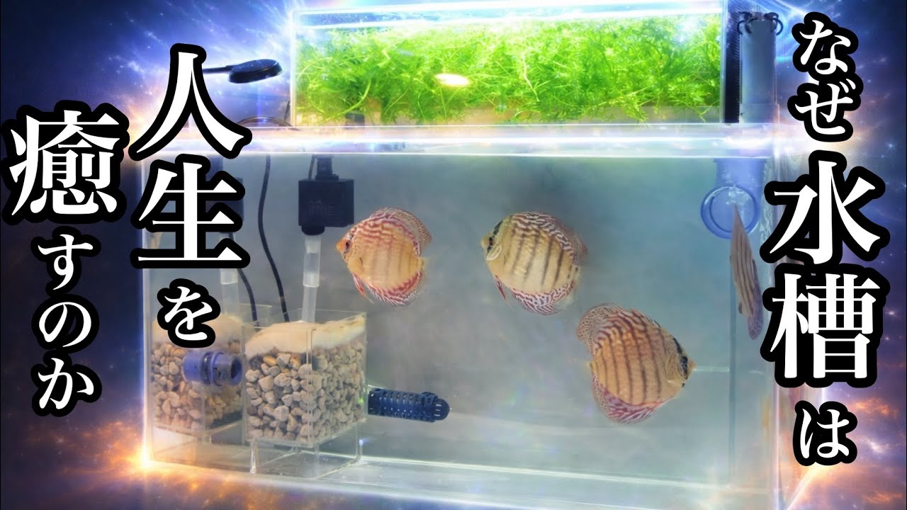 なぜ水槽は人生を癒すのか【アクアリウムで人生を豊かに】