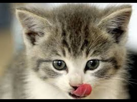 Quiz Diva Kitty Difference Answers 40 Questions Score 100% Video MyNeo