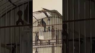 Curió Pardo GVN 000220