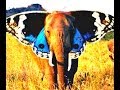 LOS ANGELES BANS BULL HOOKS CIRCUS ELEPHANTS NEED SANCTUARY WELFARE HERDZ ON FILM