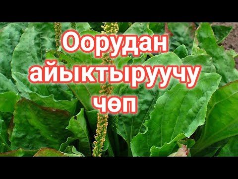 Бака жалбырактын дарылык касиети/Ден-соолука пайдалуу чөптөр/КЫРГЫЗЧА