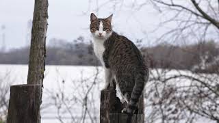 Znaci moga mesta - Crkva Laćarak