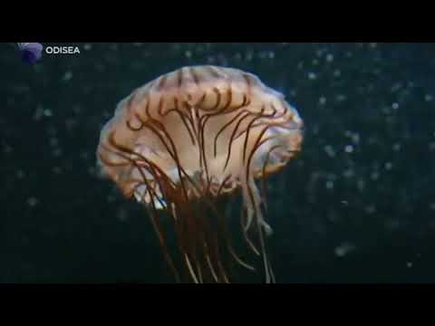 Documental - Medusas