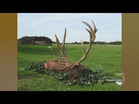 NIMRÓD Percek: A bérbaltavári rekord bika elejtésének története - 235. - 2018.10.06.