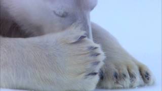 How to flirt...polar bear style!