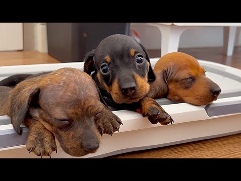 YouTube 썸네일