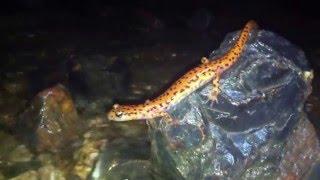 Cave Salamander in Smallin Civil War Cave smallincave.com