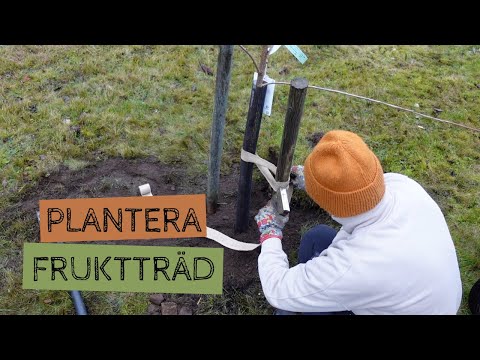 Plantera fruktträd på en halv minut - steg för steg