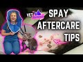 Dog Spay Surgery After Care 5 Tips Veterinary Approved