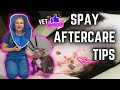 Dog Spay Surgery After Care 5 Tips! | Veterinary Approved