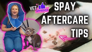 Dog Spay Surgery After Care 5 Tips! | Veterinary Approved