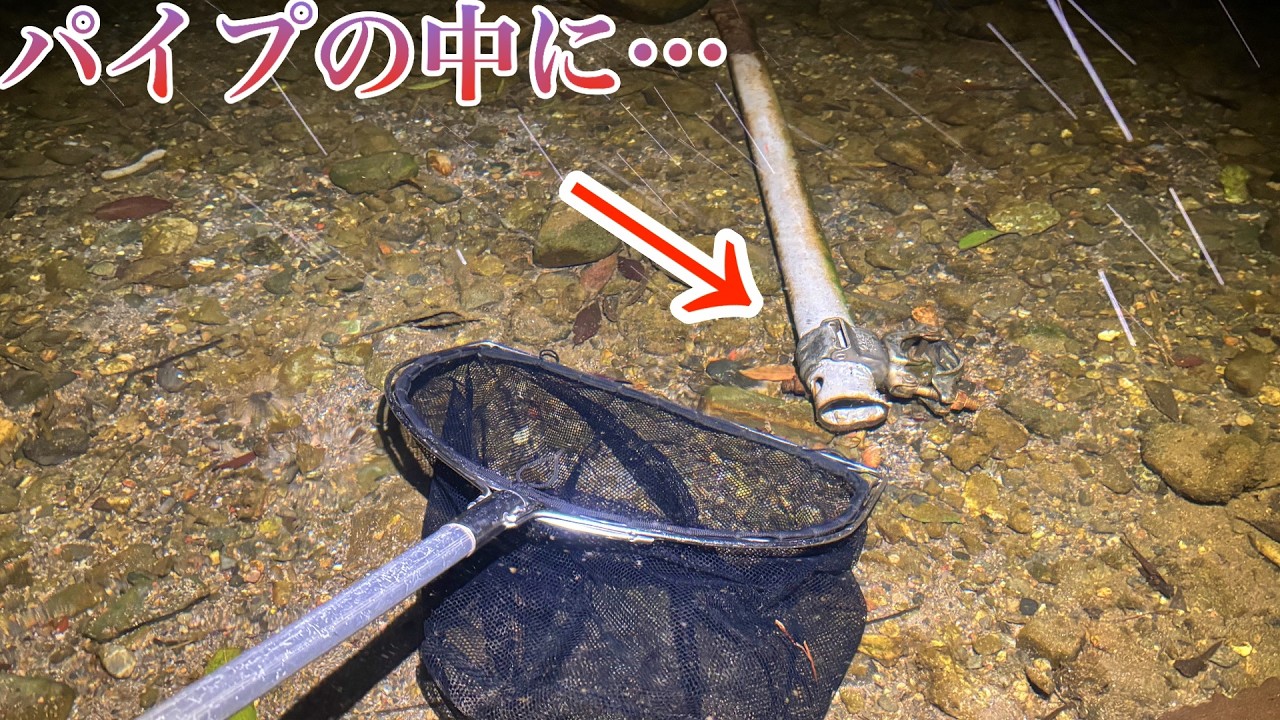 パイプを棲家にする肉食生物を捕獲した