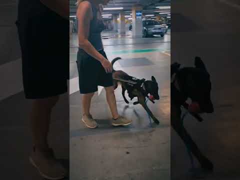 Belgian Malinois puppy for sale