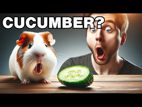 Can guinea pigs eat cucumber?