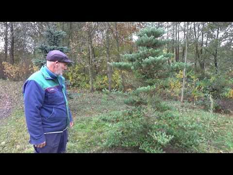 Jak wspomóc rozwój systemów korzeniowych jodeł i świerków?