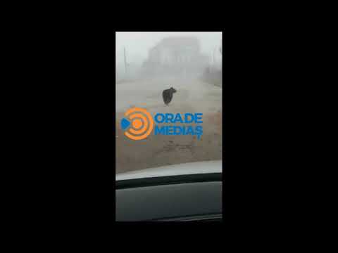 Ursul aleargă prin Mediaș
