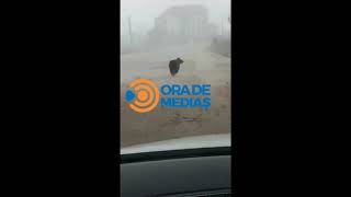 VIDEO: Ursul la jogging prin Mediaș - În final s-a întors acasă în pădure 1 video