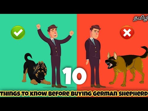 Top 10 things we should know before buying German shepherd | guarding | aggressive | funny 😂