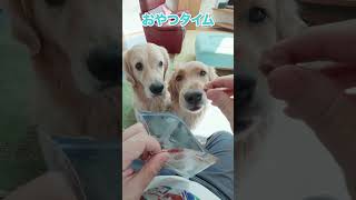 ただただ幸せな時間 #ゴールデンレトリバー #大型犬のいる生活 #dog #癒し