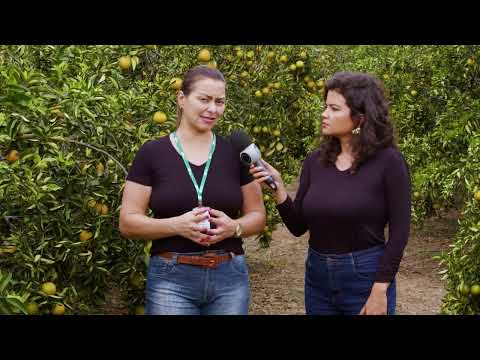 Produção de laranja em Jerônimo Monteiro | Agro Business 2023 EP.26