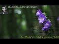 ✦‿✦모데스트 무소르그스키, 불어라 바람아, 거친 바람아 ✦‿✦Blow Winds, Wild Winds (Mussorgsky, Modest)✦‿✦