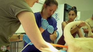 World First at Ukutula - First ever lion cubs born from AI