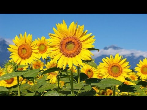 BEAUTIFUL SUNFLOWERS & RELAXING MUSIC