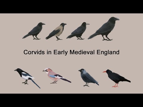 Crows and Corvids in Early Medieval England