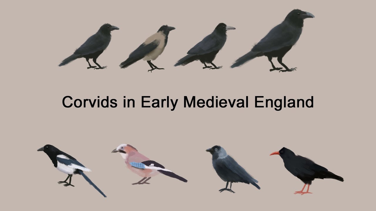 Crows and Corvids in Early Medieval England