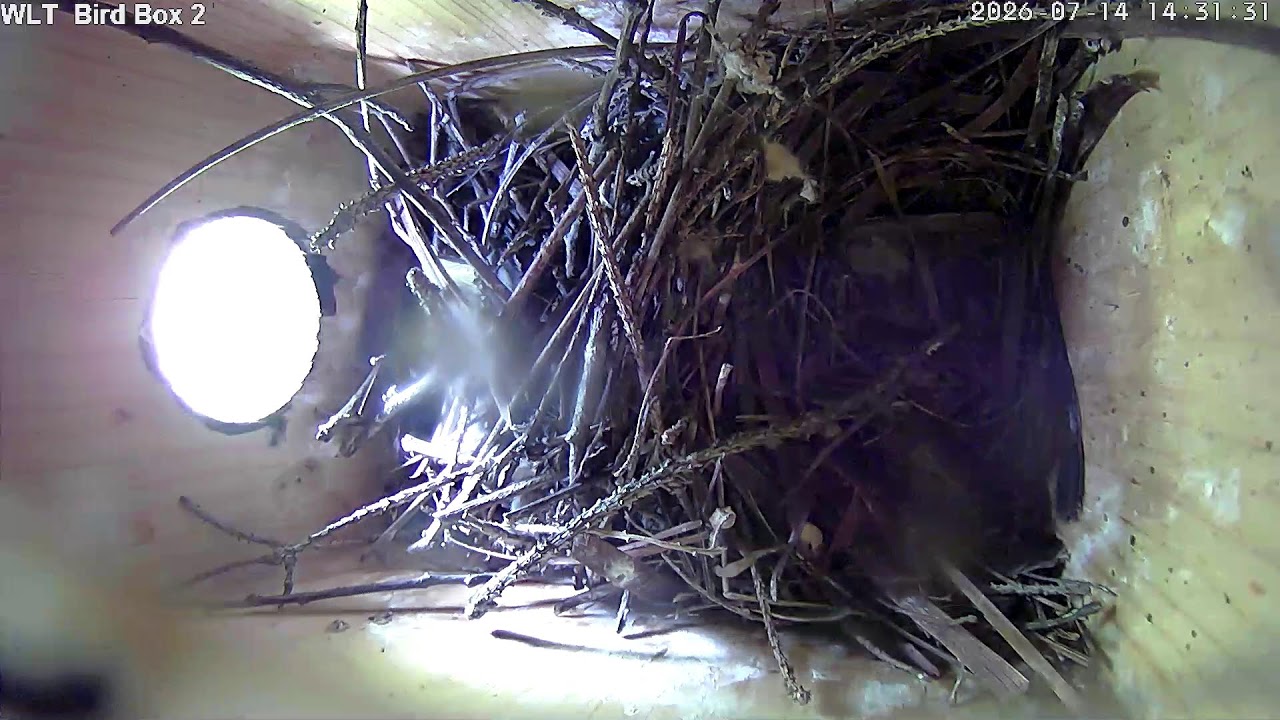 Live webcam view of St. Xavier Nest Box Cam