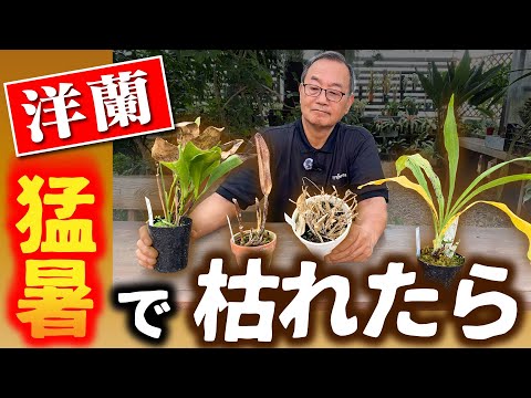 蘭の植え替えはいつするの？どのくらいの頻度で行うかを知るための正確な説明 + ビデオ  庭園