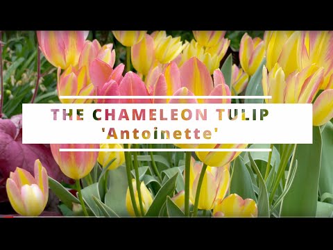 , title : 'The Most Beautiful Tulip Ever - 'Antoinette': The Chameleon Tulip'