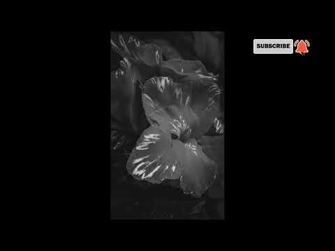 #NaturePhotography #LoveNature #NatureVlog #Clouds #Flowers #Landscape