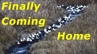 Ducks Made Me Wait Over An Hour In The Tree Before They Came Home