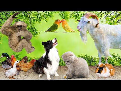 Animal sounds - Cow, Dog, Cat, Parrot, Goat - Familiar animals