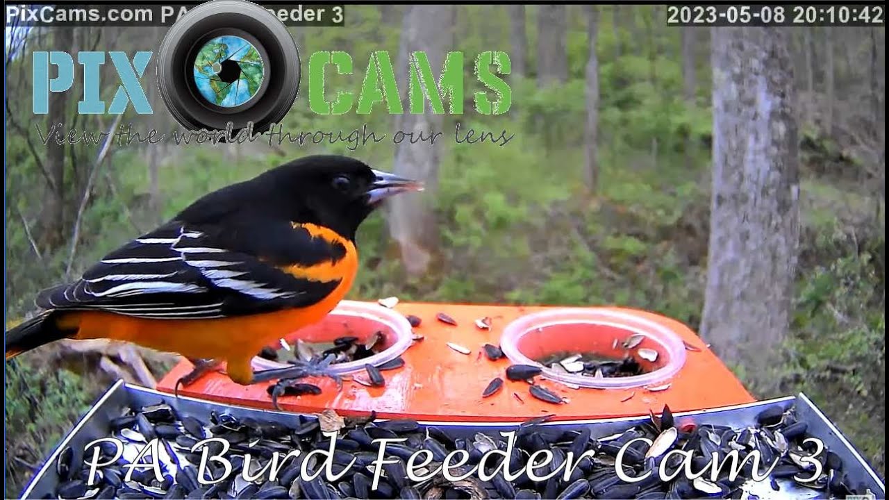 Live webcam view of Comedero de Aves - Vista de Cerca