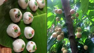 preview picture of video 'Vườn trái cây 9 Hồng ở Mỹ Khánh - Cần Thơ mùa dâu da chín'