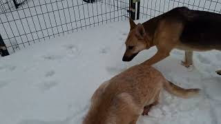 Video preview image #1 Mutt Puppy For Sale in Sebec, ME, USA