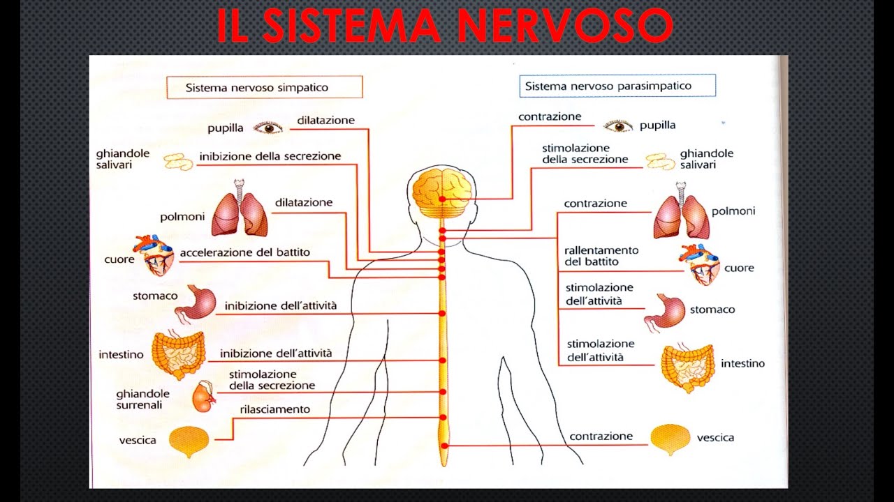 Il sistema nervoso e la contrazione muscolare