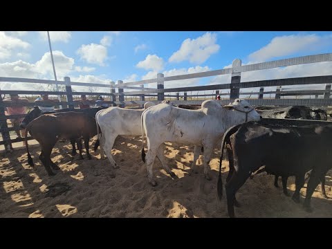 Feira do gado em Craíbas Al, dia 24/01/2026.
