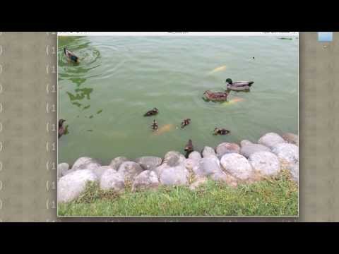 Cómo ver un video en Imagen sobre Imagen en tu Mac