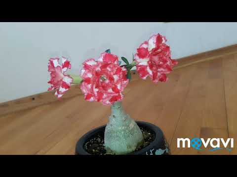 цветение адениума с Таиланда