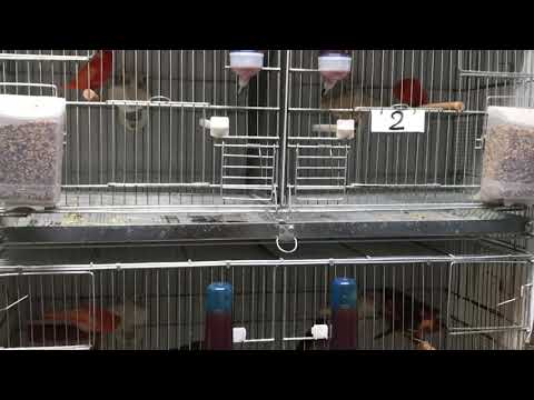 2020 males canary under molting